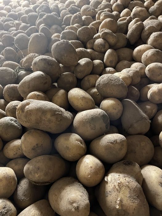 Ziemniaki żółte soraya