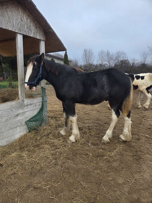 Shire Ogierek 7 miesięcy