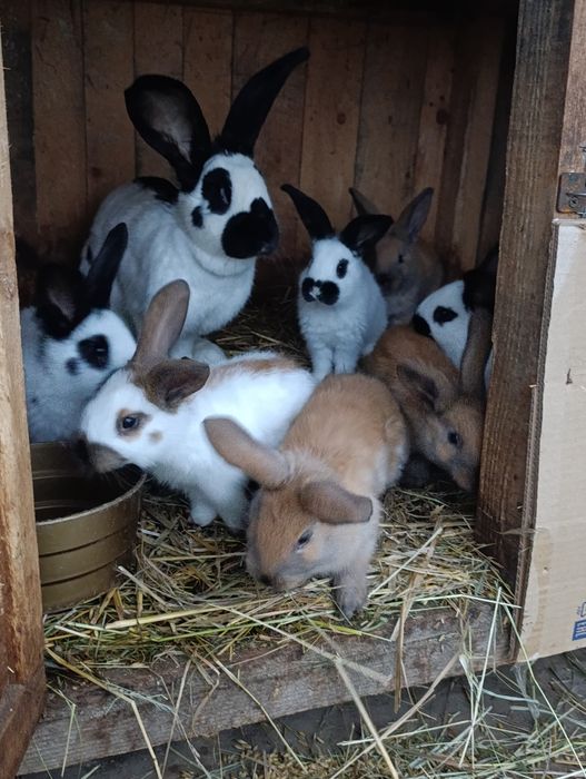 Srokacz niemiecki młode