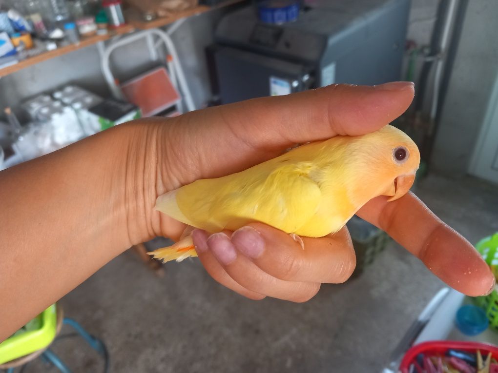 Agapornis rosicollis