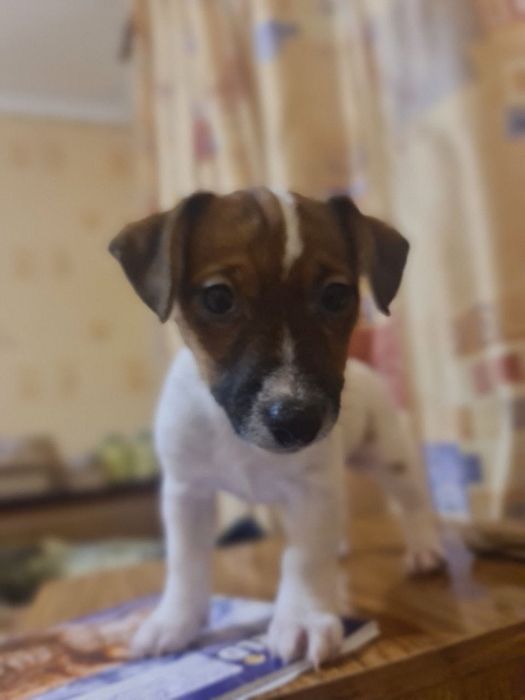 Щенок девочка Джек рассел