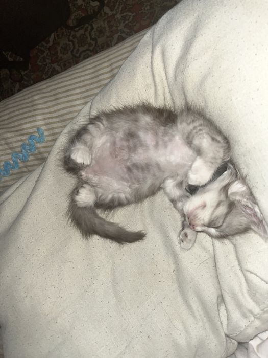 Отдаю кошечку, подкинули. Примерно 2.5 месяцев