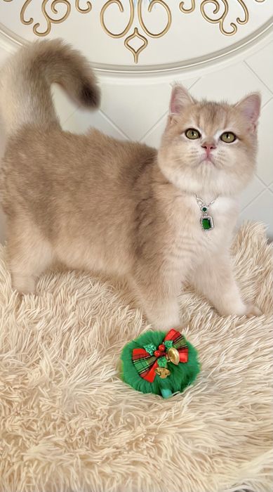 Британська золота шиншилла