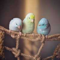 Воробьиные попугаи , Лессона , синие и зеленые