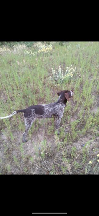 Oddam wyzla niemieckiego