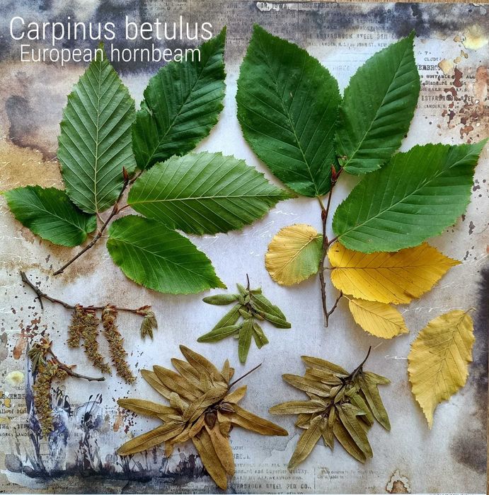 10 gat drzewa wybrane zielnik 2025 na bloku