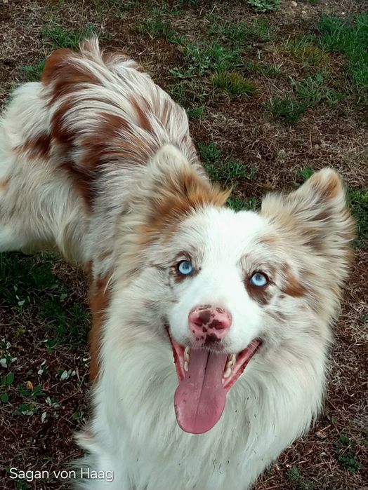 Border collie piesek