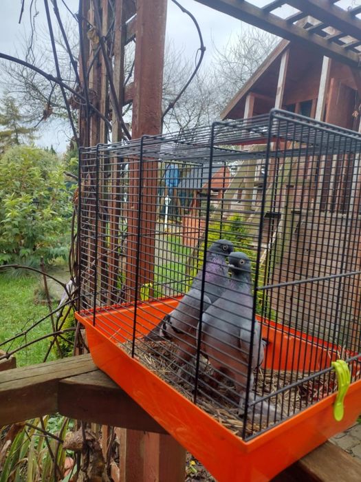 Dwie samice berliński krótko dzioby