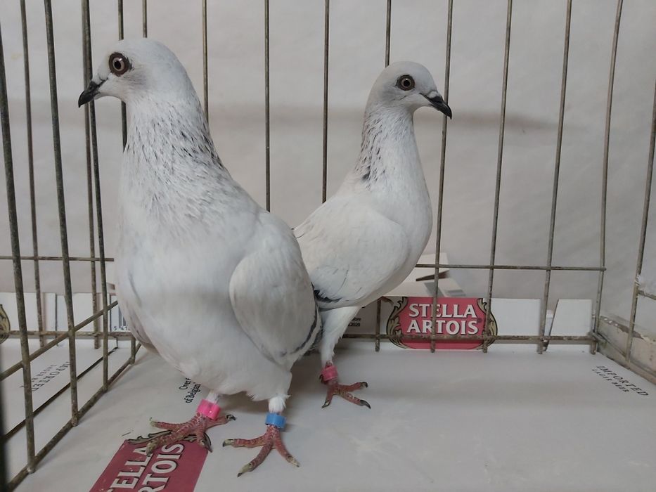 Gołębie Jasne Żałobne