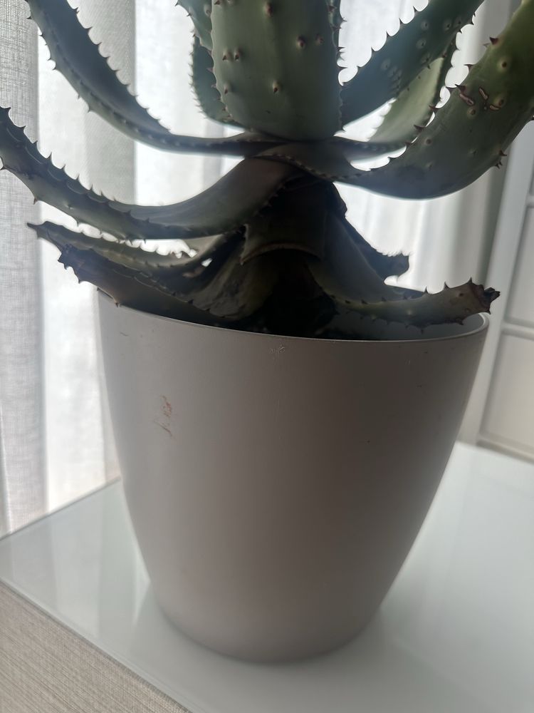 Cactos com vasos