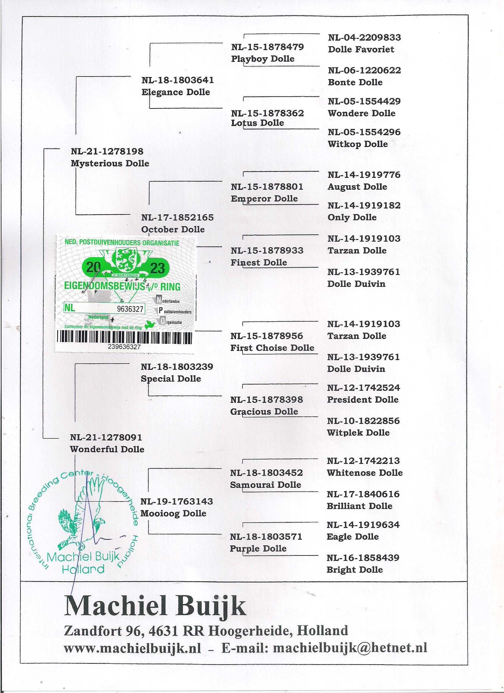 Młode Ardeny Org M. Buijk  Para 125 gołębie pocztowe gołąb daleki dyst