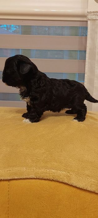 Suczka Yorkshire terrier Black