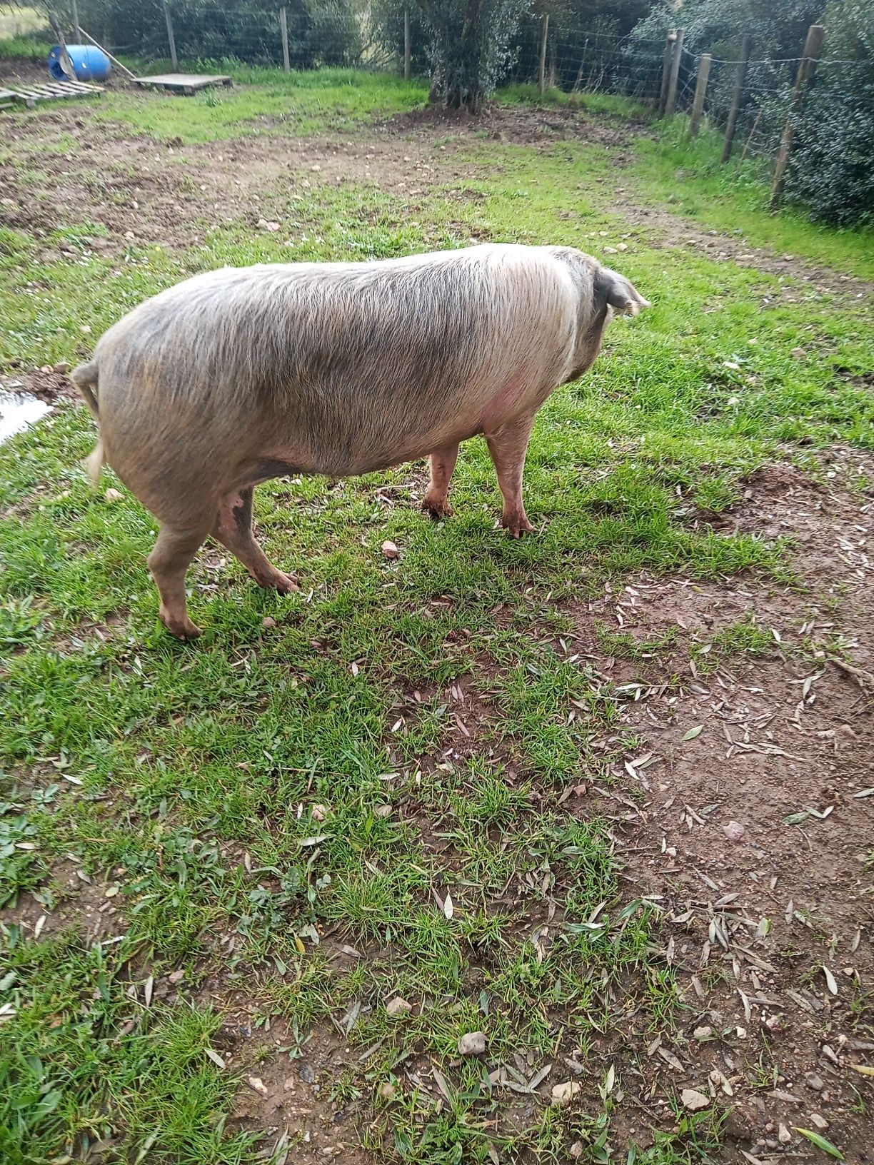 2  Porcas  bisaras puras,1 porca malhada de alcobaça pura..