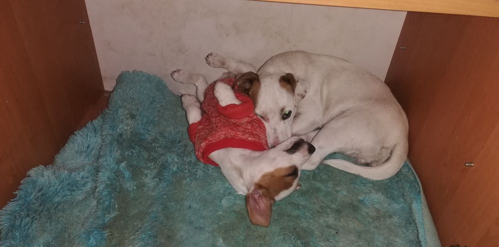 Джек Расел тер'єр