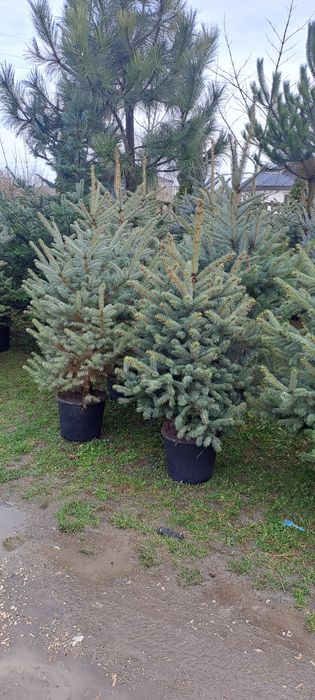 Świerk Srebrny , Pospolity Choinki z własnej plantacji