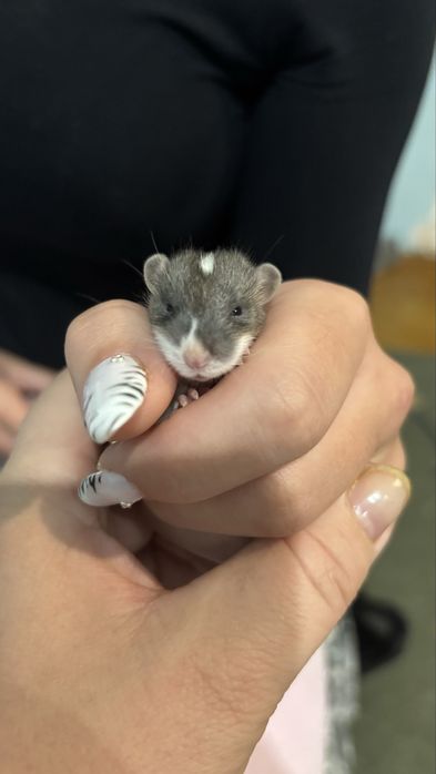 brązowe  szczurki dumbo