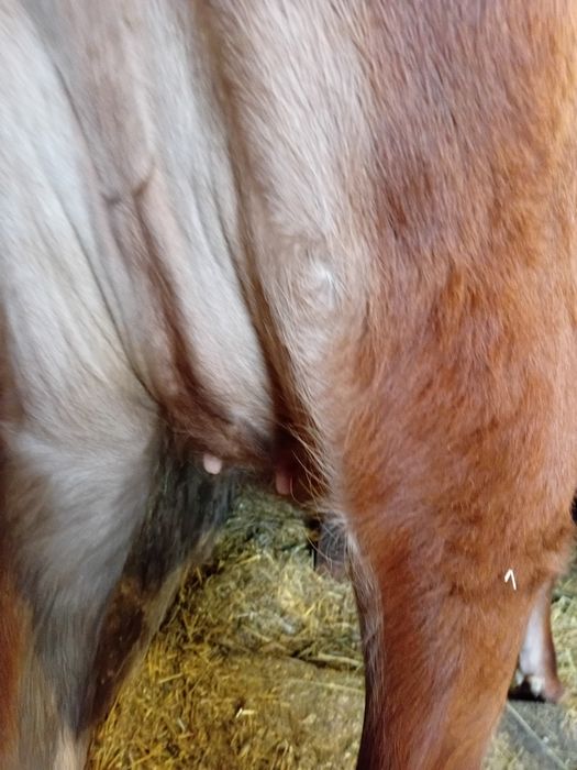 Джерсейська Тільна телиця