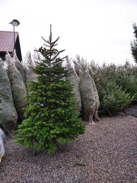 Choinki jodła kaukaska świerk