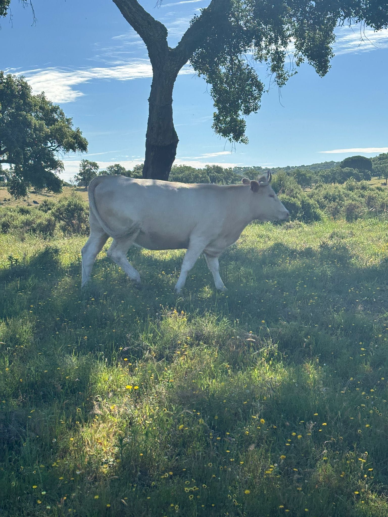 Vacas para venda