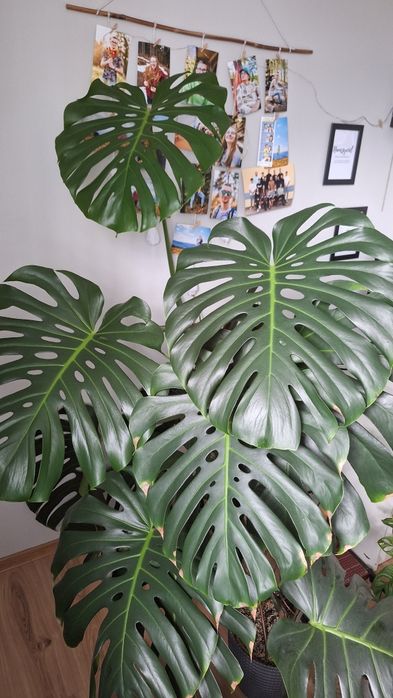 Monstera deliciosa dziurawa 14 dużych liści