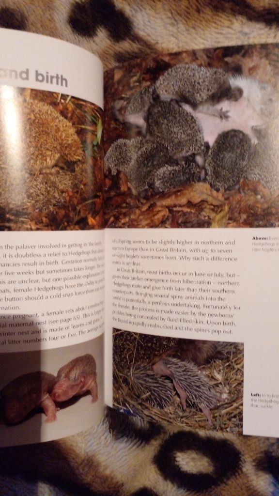 англ. Книга о ежиках ёж james lowen rspb spotlight hedgehogs