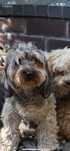 Maltipoo sunia 5 lat
