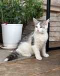 Maine Coon  kotka ostatnia