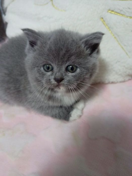 Кошенята 2 місяці