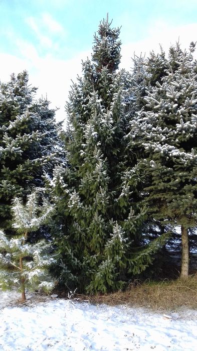 choinki świerk srebrny zielony pospolity  jodła