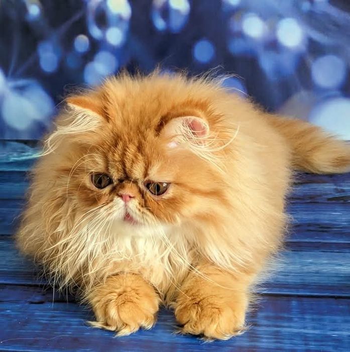 Рыжики из питомника