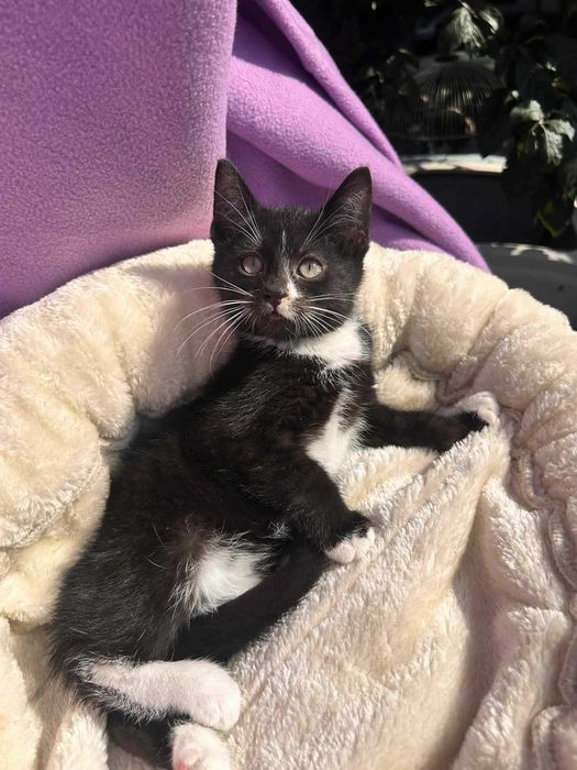 Kotek do adopcji.