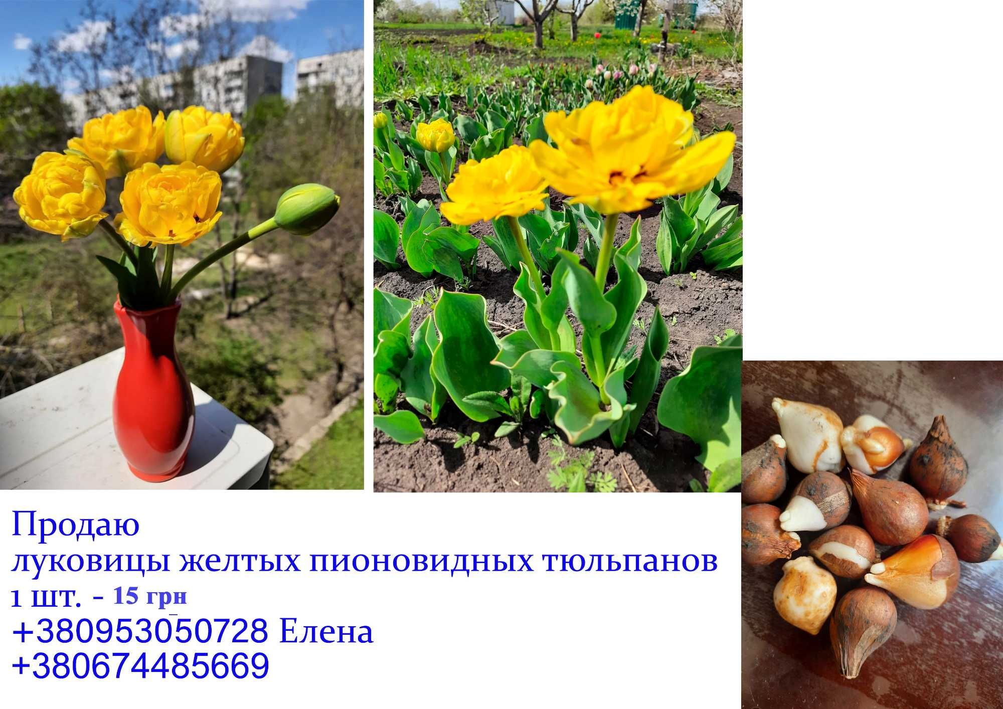 Продам цибулини тюльпанів