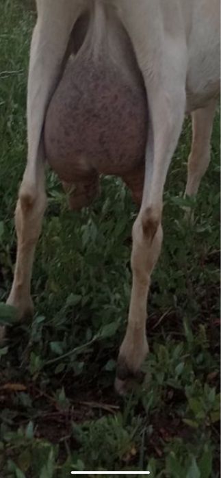 Продаються молоді молочні кози