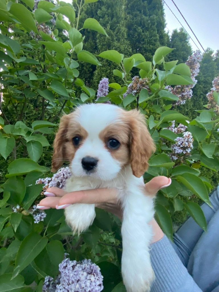 Cavalier King Charles Spaniel FCI