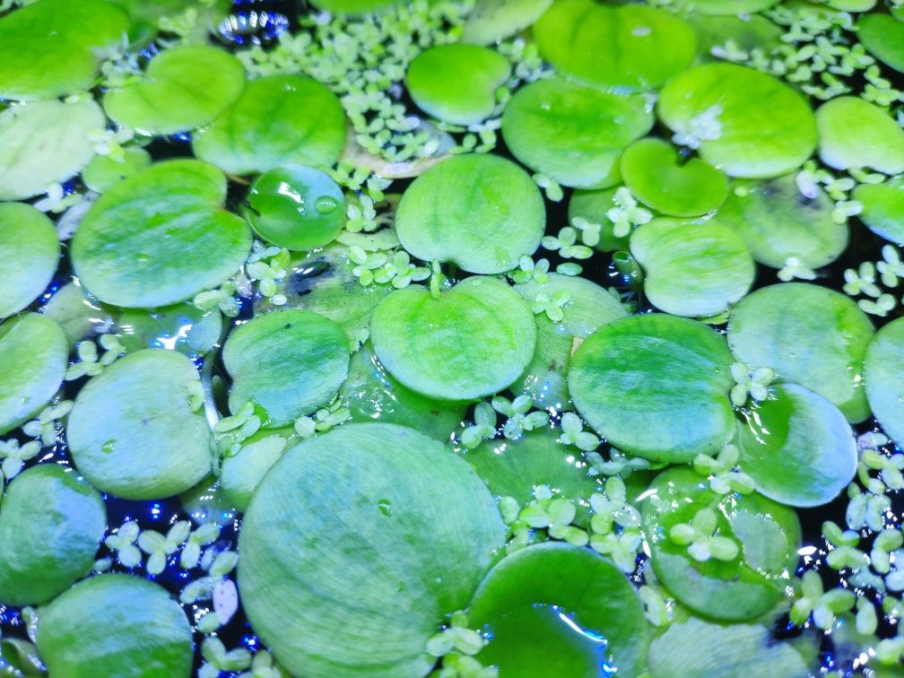 Roślinki akwariowe rośliny akwarium Limnobium cena za 10 sztuk