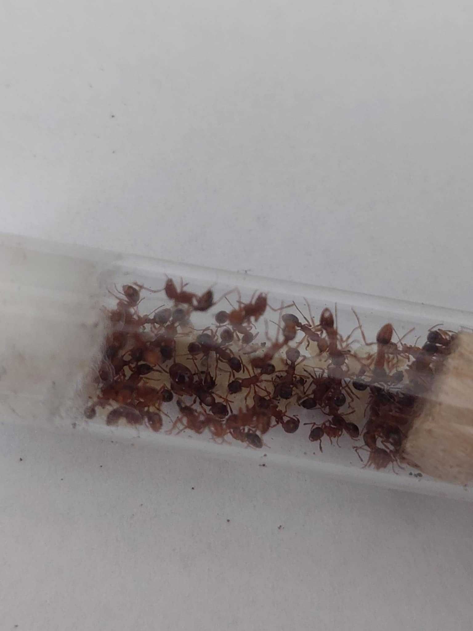 Kolonia Myrmica sp. Q + 50 robotnic