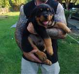 Rottweiler szczeniak pies