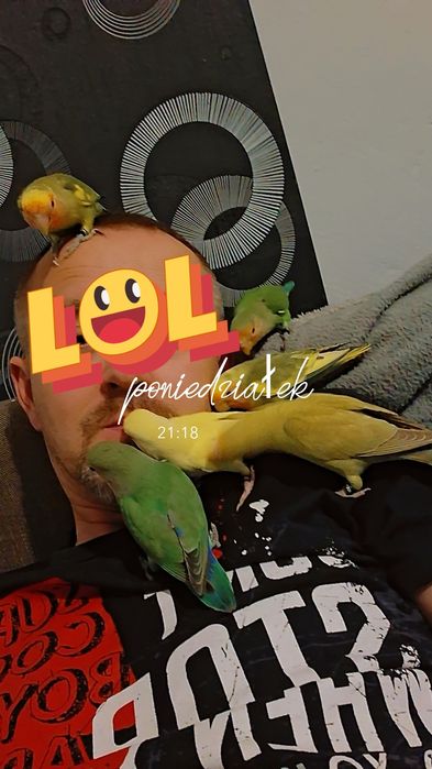 Papugi nierozłączki czerwonoczelne ręcznie karmione