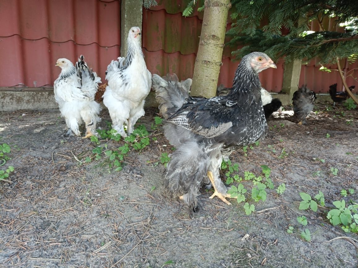Brahma olbrzymia kura kogut gronostajowa