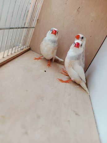 Zeberka zeberki samce szeki pastelowe