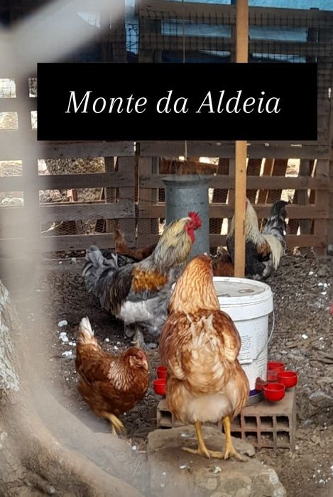 Ovos galandos de várias cores