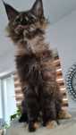 Maine coon  kotka  czarna  szyrkletka