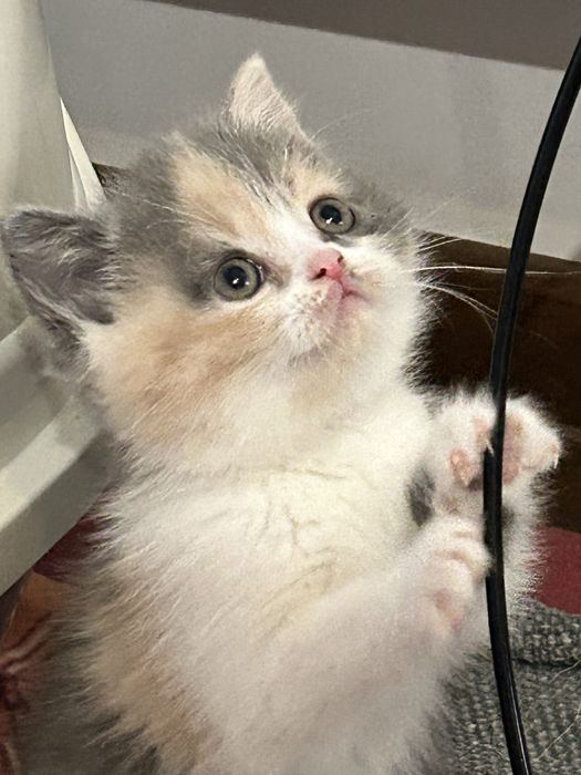 Kocię Brytyjskie, Kot Brytyjski - do rezerwacji