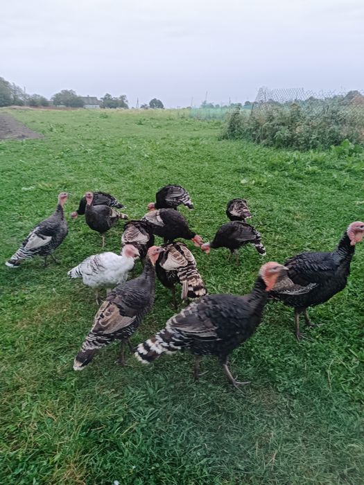 Продам молоді індики