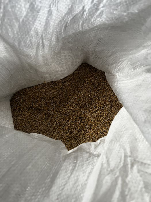 продам ячмінь зібраний цього року