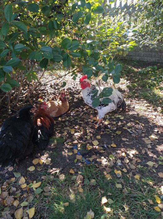 Kogutki młode różnych ras.