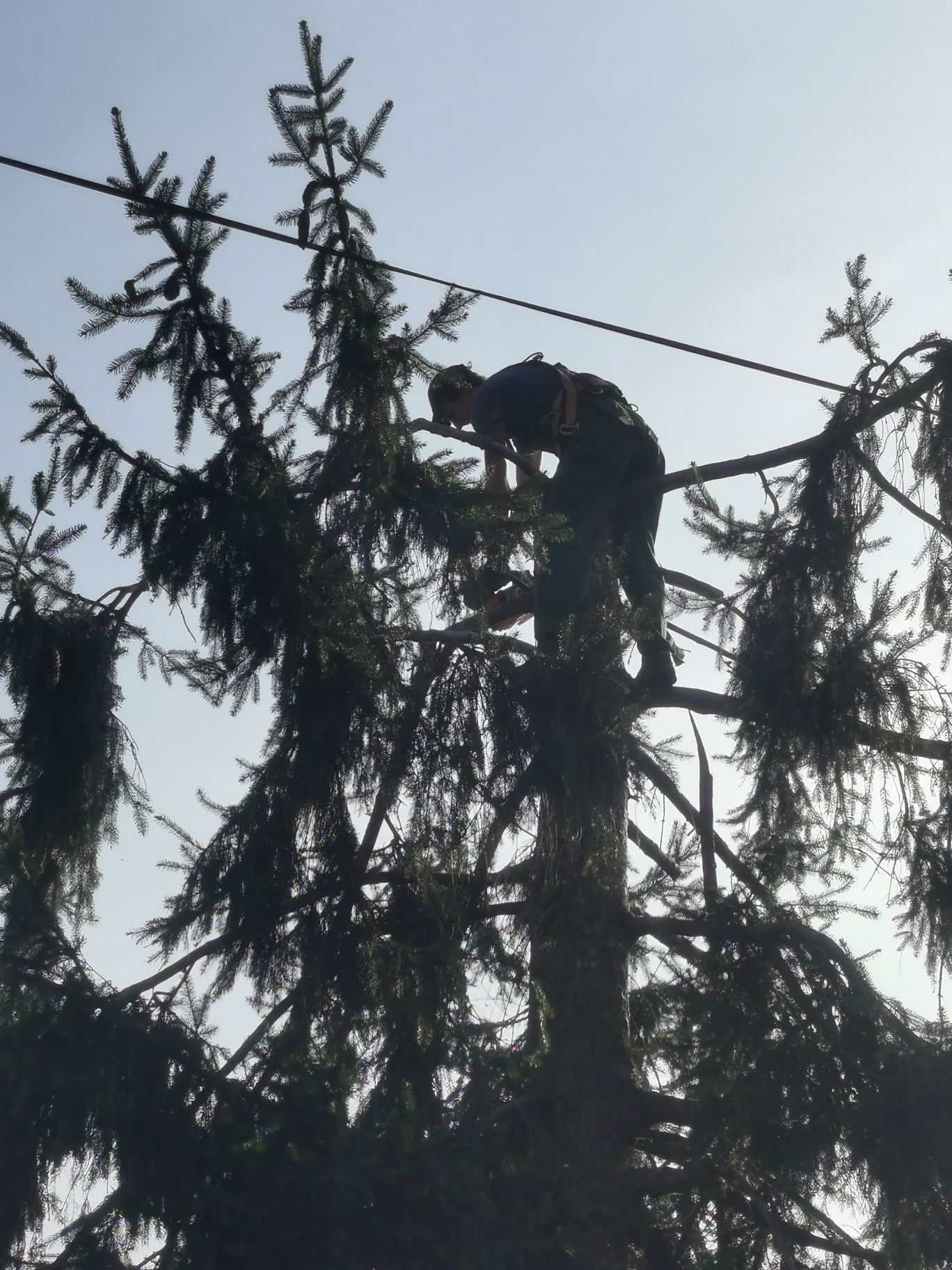 Rębak czyszczenie działek wycinka i pielęgnacja drzew i krzewów