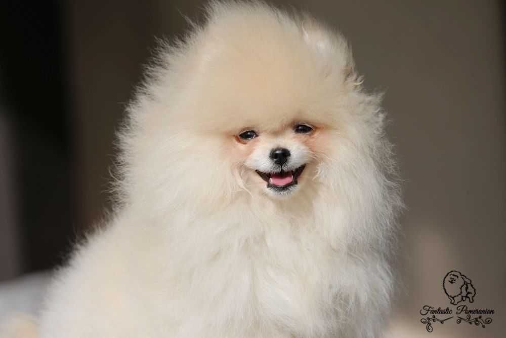 Szpic Miniaturowy Pomeranian