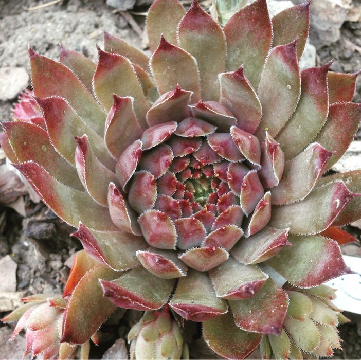 Каменные розы, молодило, кам‘яна роза