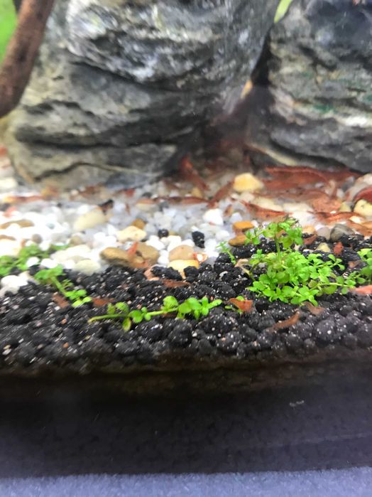 Krewetka Red Cherry - Neocaridina Heteropoda